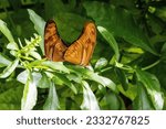 Small photo of a male and female pair of Julia butterfly or Julia heliconian (Dryas iulia) mating with a jungle background