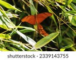Small photo of wings open male and female pair of Julia butterfly or Julia heliconian (Dryas iulia) mating with a jungle background