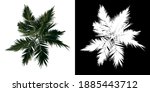top view tree   adolescent... | Shutterstock . vector #1885443712