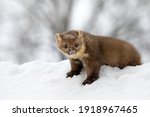 Forest Marten Playing On White...