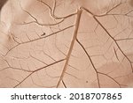 Texture of the leaf at the future plate after imprinting at it real plant