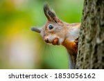 A Beautiful Funny Squirrel On A ...