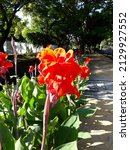 Fresh Red Canna Flowers Among...