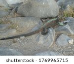 Marine Iguana  Amblyrhynchus  ...