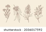 Hand drawn waxflower, blue gum eucalyptus, grevillea, wattle. Sketch Australian native flowers and plants. 