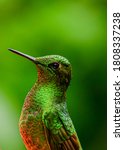 Small photo of A colorful Buff-tailed Coronet hummingbird, found in Mindo Valley belong of Biosphere Reserve located in northern Ecuador, in the Pichincha Province, north-west of the capital city Quito.