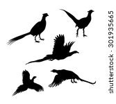 Bird Pheasant Vector Icons And...