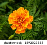 Marigold Flowers Bloom In The...