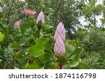 Small photo of The King protea or king sugar bush, Protea cynaroides, is a distinctive member of Protea, having the largest flower head in the genus.The king protea is the national flower of South Africa.
