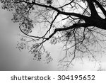 Black And White Leaf Of Tree