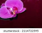 Pink phalaenopsis orchid floating in dark water
