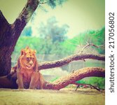 Small photo of Lions Rest Most of the Time and Only Hunt Once Every Few Days, Instagram Effect