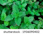 Peppermint Is A Plant In The...