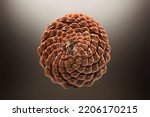 biological example of fibonacci spirals and golden ratio shown at a pine cone