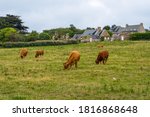 Bulls And Cows In A Pasture At...