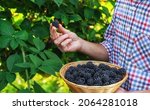 A Man Harvests Blackberries In...