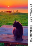 Cat On Picnic Table At Sunrise  ...
