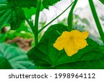 Small Cucumber With Yellow...