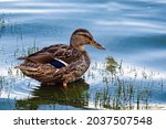 Wild motley waterfowl duck on lake water close-up with copy space. Birds and animals in wildlife concept. Amazing mallard duck swims in lake or river with blue water. Concept hunting game wild ducks.