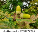 Two Acorn nuts with green leaves of oak tree ( latin name Quercus alba). The acorn, or oaknut, is the nut of the oaks ). 