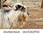 Small photo of A ram with swirling horns. Farming, animal breeding concept.