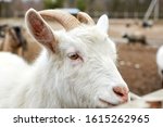 Small photo of The face of a white goat. Farming, animal breeding concept.