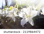 White lilly flower garden with...