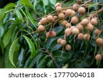 The insect enjoys its meal on the longan tree which cultivated without chemical insecticide in Taichung, Taiwan on July 11, 2020, by YSL.