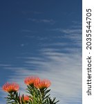 Small photo of Red pincushions which is part of the protea family against a blue sky with scrappy clouds