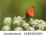 Small photo of Lycaena virgaureae, Scarce Copper. Angelica sylvestris, Wild Angelica, Woodland Angelica. A bright red butterfly sits on a white flower of an umbrella plant.