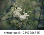 The gentle white flowers of meadowsweet at the stream in front of the green natural background.