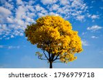 
flowery ipe tree with yellow flowers and blue sky