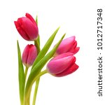Close Up Pink Tulips Isolated...