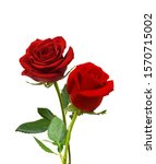 Two Dark Red Roses Isolated On...