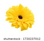 Yellow Gerbera Flower  Isolated ...