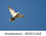 Eurasian Collared Dove Flying...