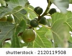 Green figs fruit hanging on the branch of a fig tree, ficus carica