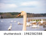 head and neck of a white swan... | Shutterstock . vector #1982582588