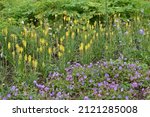 Small photo of Violet- blue flowering Geranium Rozanne and yellow Kniphofia Lemon Popsicle seen in the herbaceous border in summer.