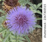 Small photo of Closeup overhead view of the flower of the summer flowering garden plant cynara cardunculus or cardoon.