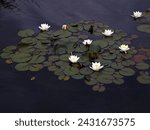 Small photo of Closeup of the white flowers and floating leaves of the aquatic garden plant nymphaea Hermine.