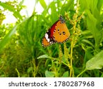 You can enjoy the butterfly  as nature intended with a beautiful unsplash butterfly wallpaper.