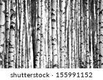 Trunks of birch trees in black and white