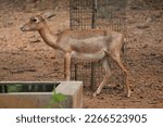 Small photo of Dorcas gazelle fawn is a beautiful deer