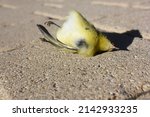 Dead Bird On Sidewalk Macro