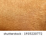 Dog Hair  With Light Brown...