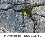 Small photo of A bright yellow flower grows in a fissure of broken concrete, symbolizing strength, hope and resiliency.