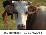 Small photo of A cow with meaningful eyeshot