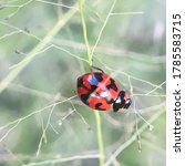 Small photo of ladybug, kepik, animals, nature, macrophone photography, mpp, green