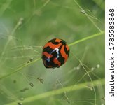 Small photo of ladybug, kepik, animals, nature, macrophone photography, mpp, green